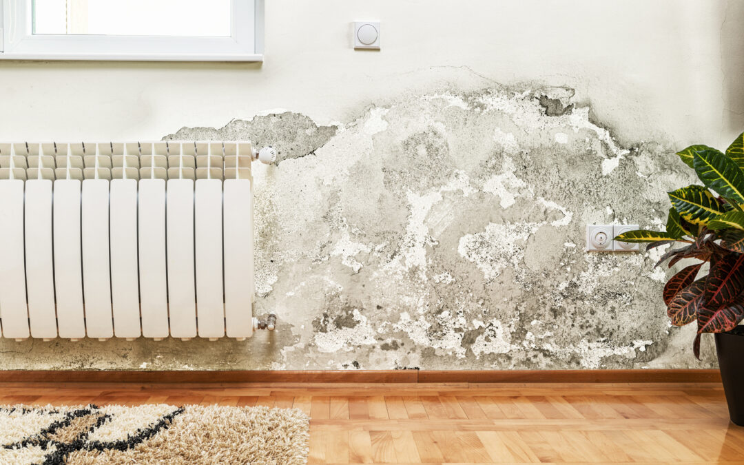 How to treat humidity problems related to rising damp during winter?
