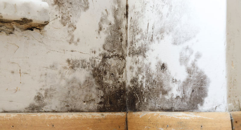 Damp masonry damaged by black mould, fungus and water