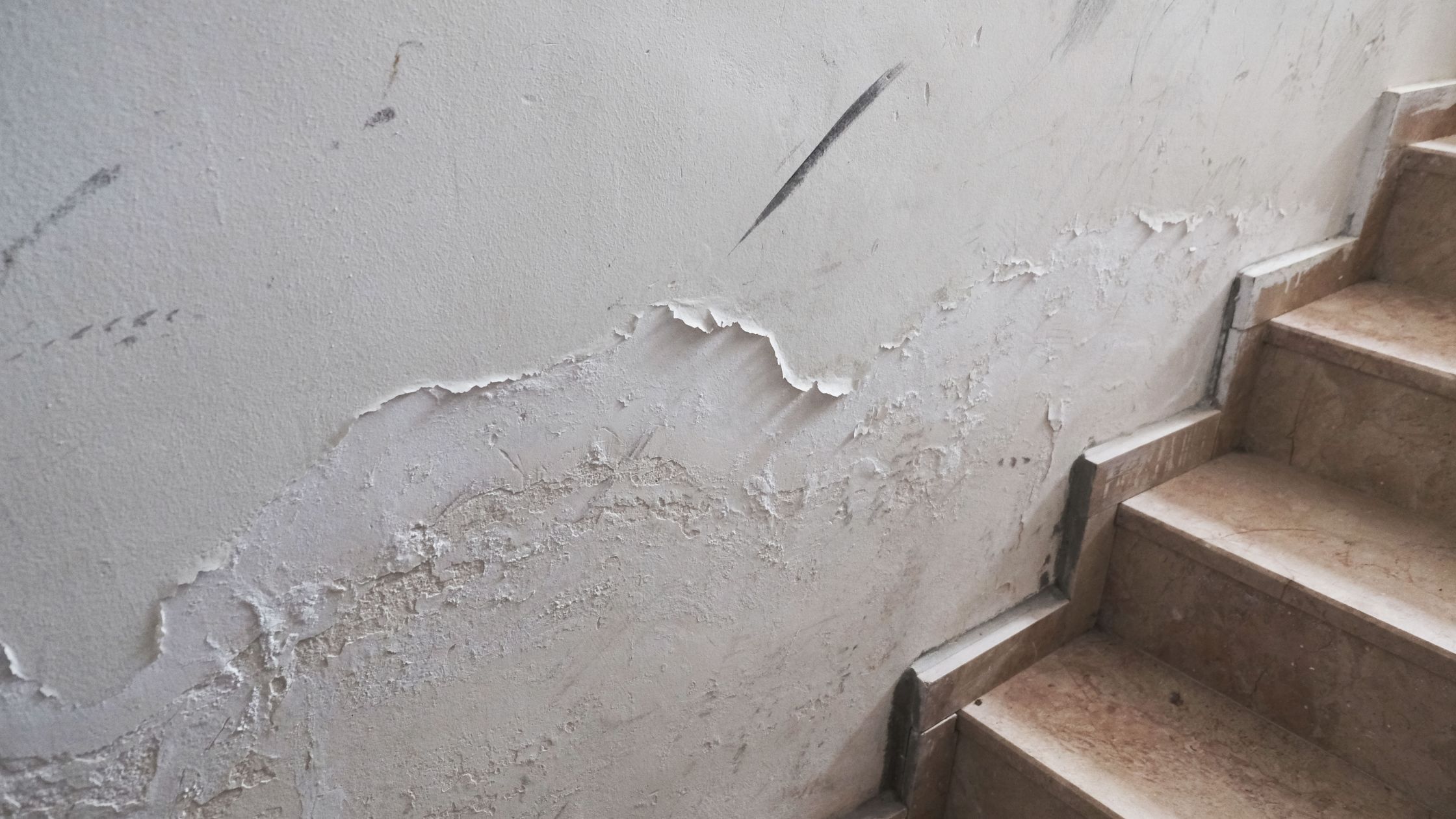 diagnose rising damp bfl