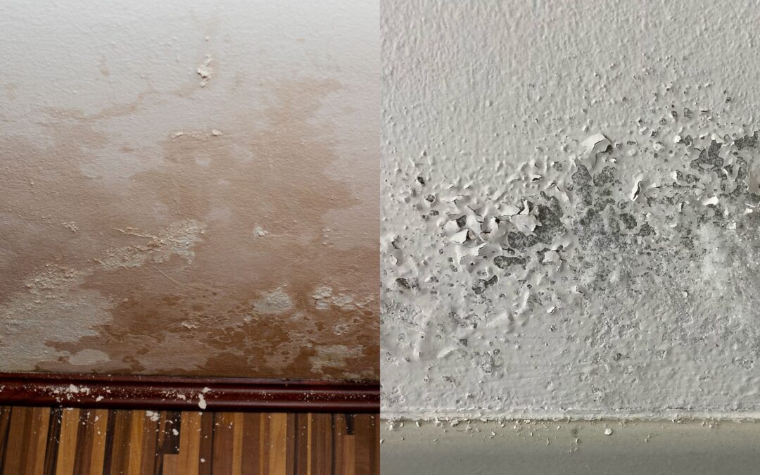 It is important not to confuse penetrating damp with rising damp: Advice on treating damp in the home