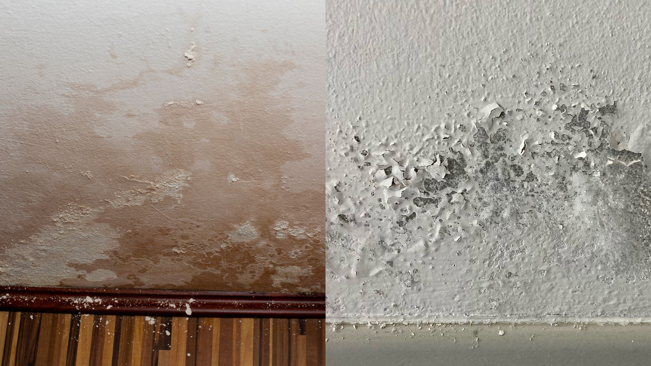 rising damp   penetrating damp